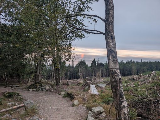 Sunrise through a forest