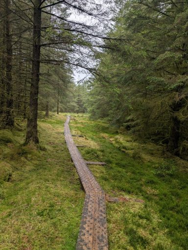 A boardwalk through coniferous trees.